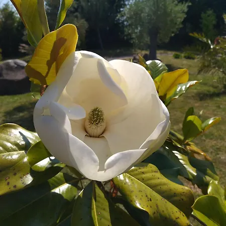 ヴィラ La Caliente *